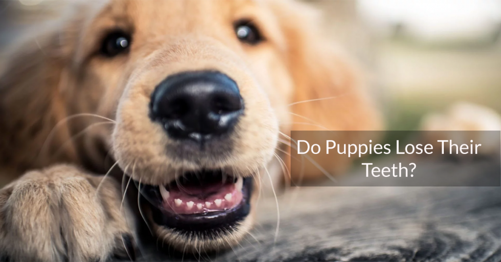 do-puppies-lose-their-teeth