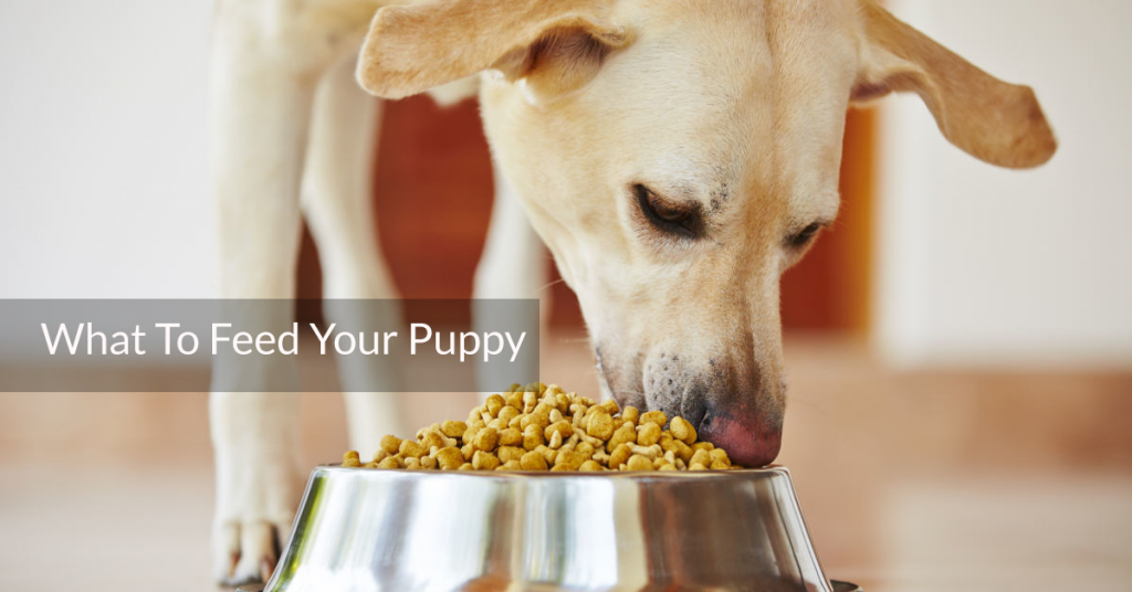 What To Feed Your Puppy?