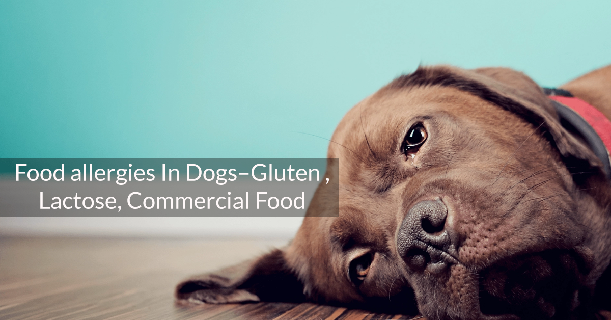 Food Allergies In Dogs- Gluten, Lactose, Commercial Food