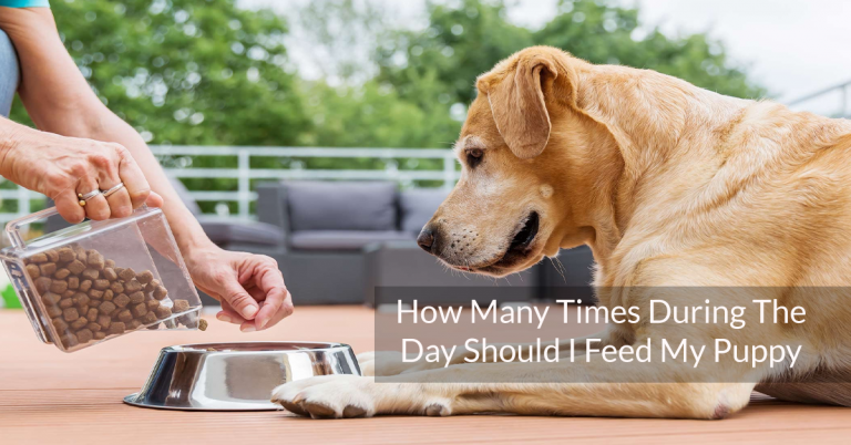 how-many-times-during-the-day-should-i-feed-my-puppy