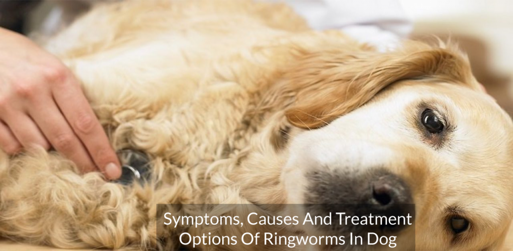 Understanding The Symptoms, Causes And Treatment Options Of Ringworms ...