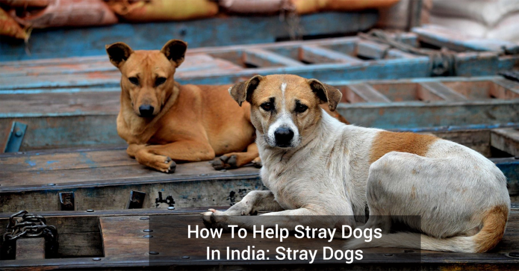 How to help stray dogs in India: Stray Dog(s) Management.