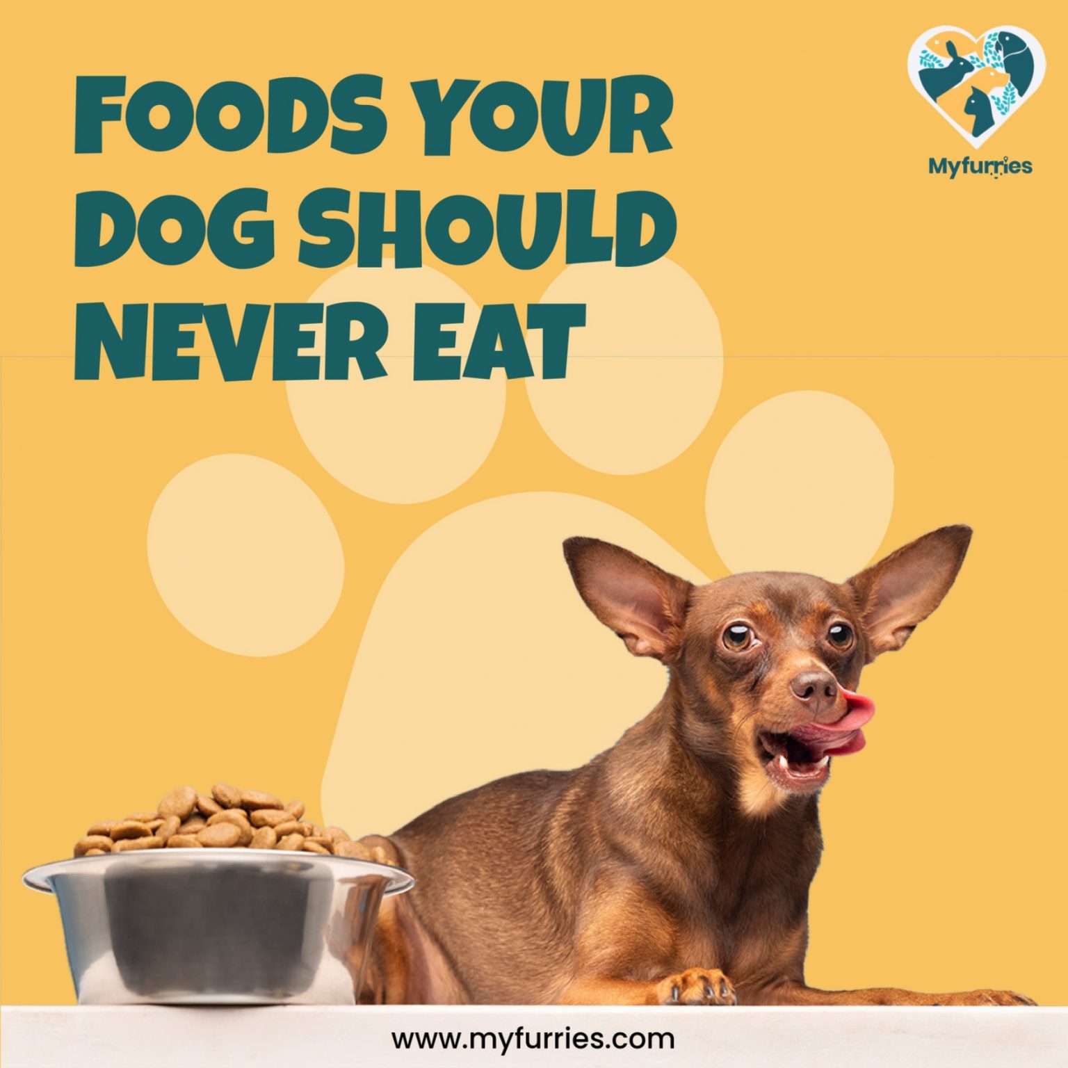 Foods Your Dog Should Never Eat – MyFurries Blog 