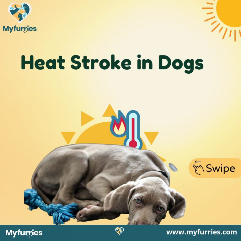 Heat Stroke in Dogs - MyFurries Blog