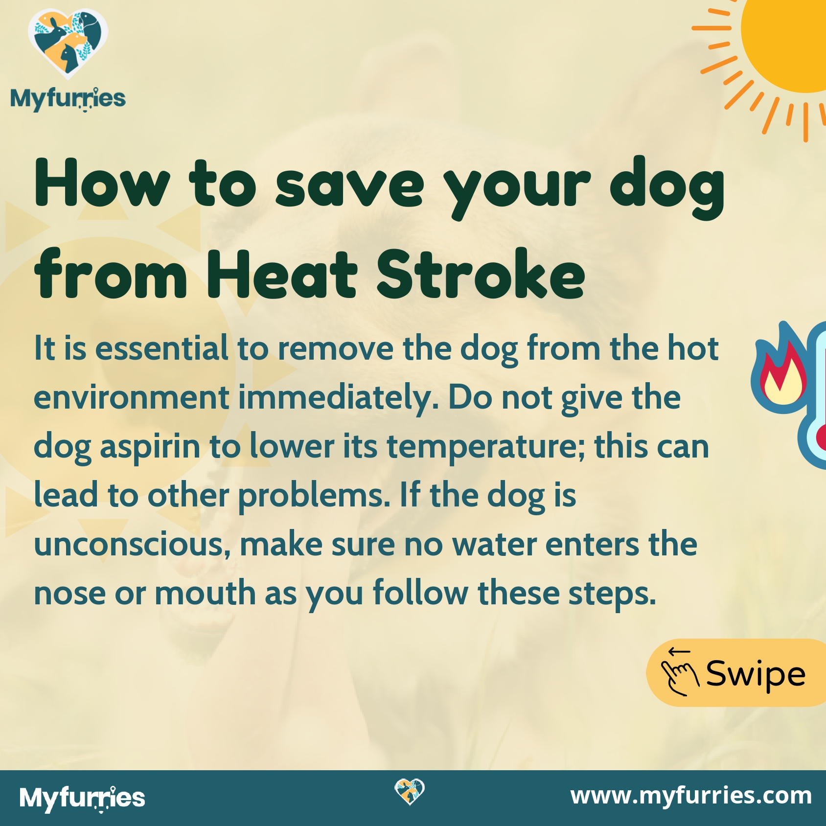 Heat Stroke in Dogs - MyFurries Blog