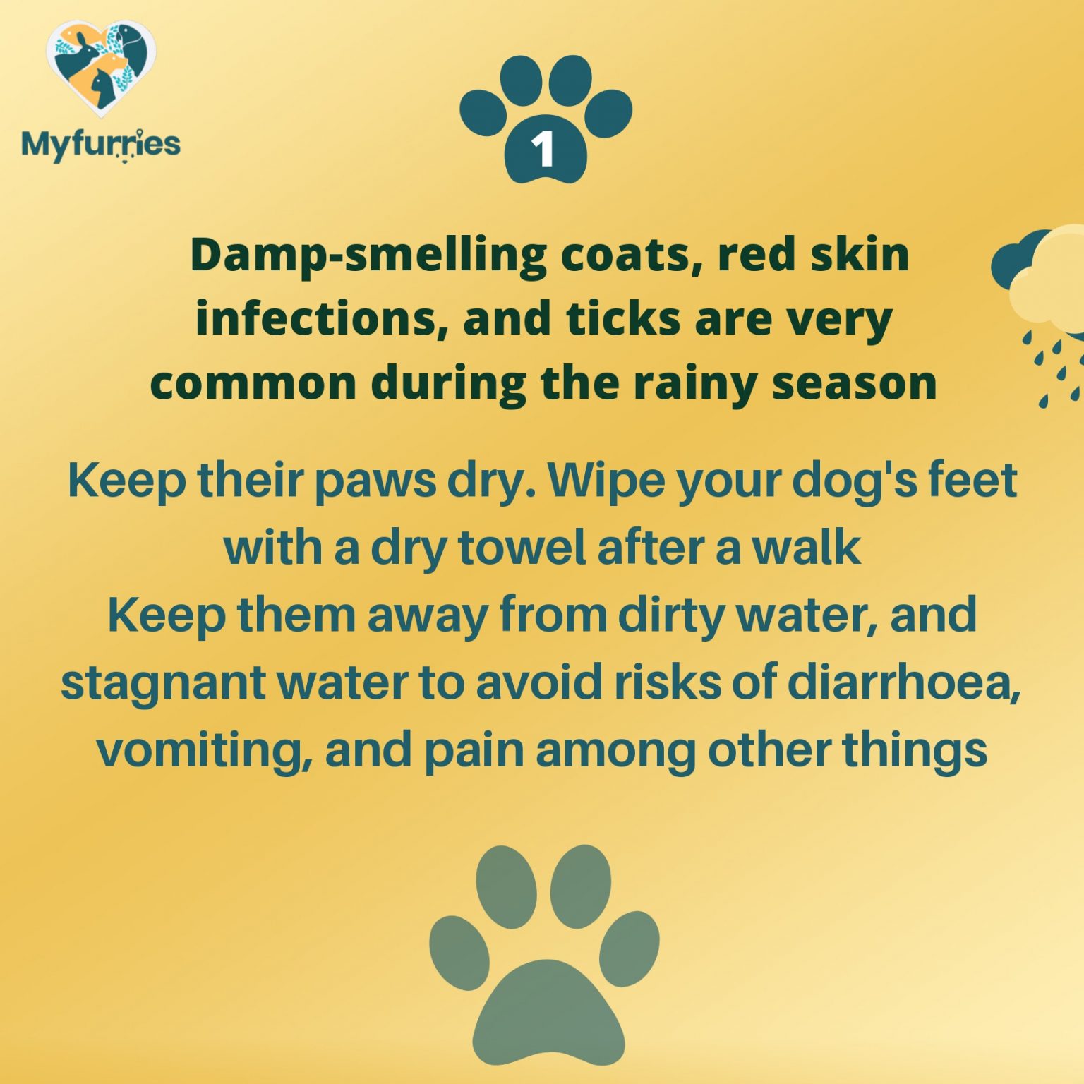 How To Take Care Of Your Dogs During Monsoons/Rains. - MyFurries Blog