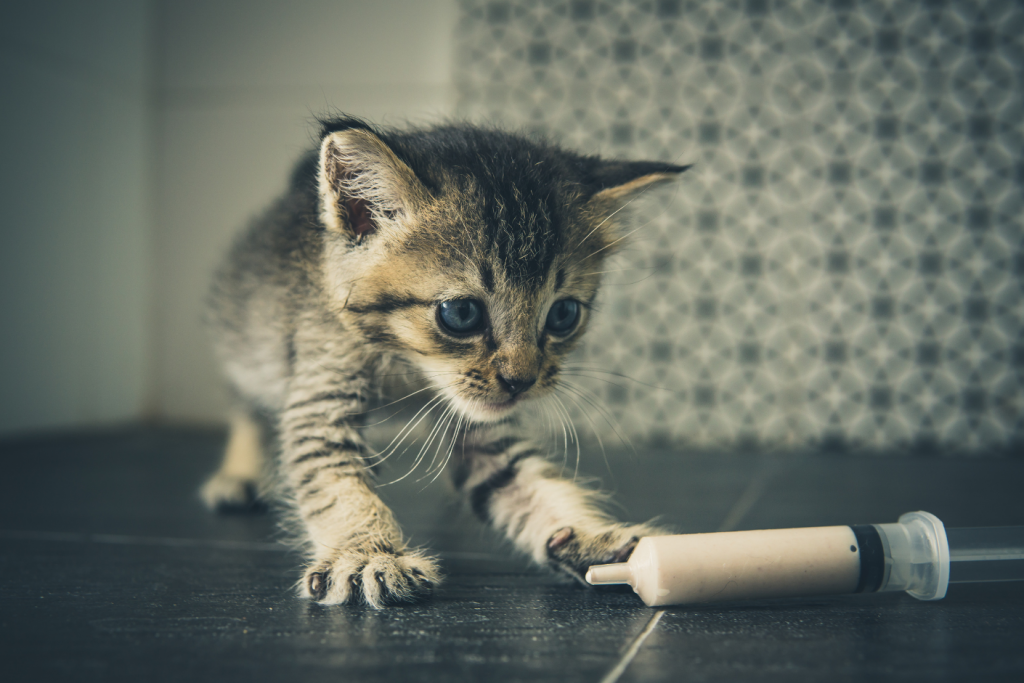 Taking care of orphaned fashion kittens