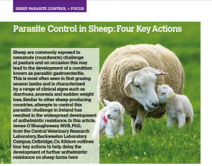 Parasite Control In Sheep - MyFurries Blog