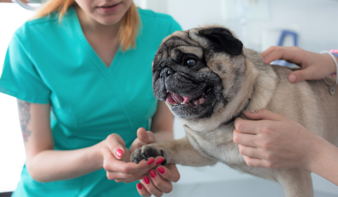 Common Illness, Their Symptoms, Cure, and Prevention in Pug