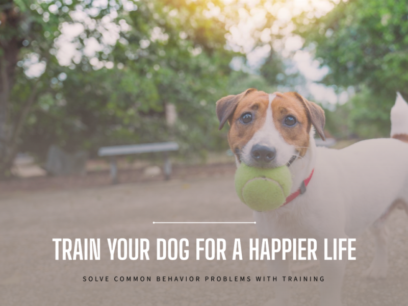 5 Common Dog Behavior Problems Every Pet Parent Faces—and Why Training is the Key to a Happy Pet