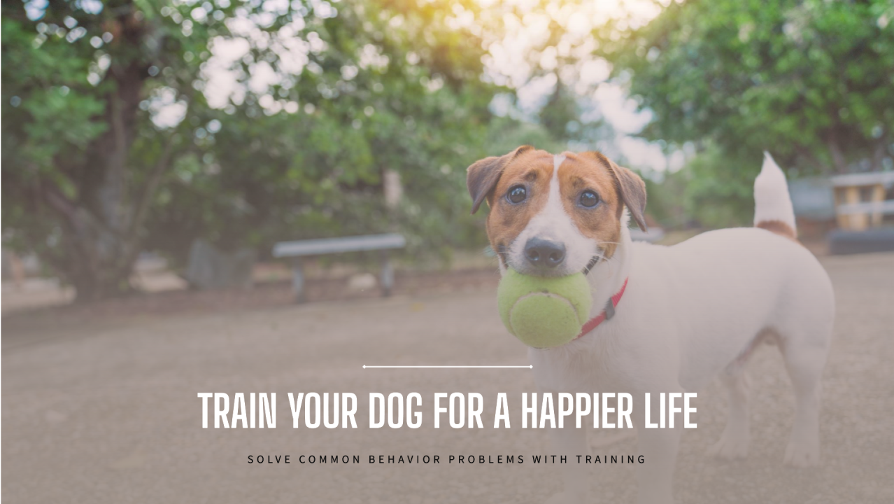 5 Common Dog Behavior Problems Every Pet Parent Faces—and Why Training is the Key to a Happy Pet