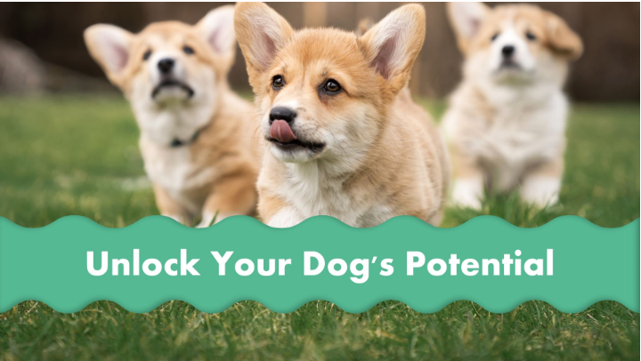 Beyond Sight and Sound: Unlocking Your Dog’s Full Potential with Multi-Sensory Socialization