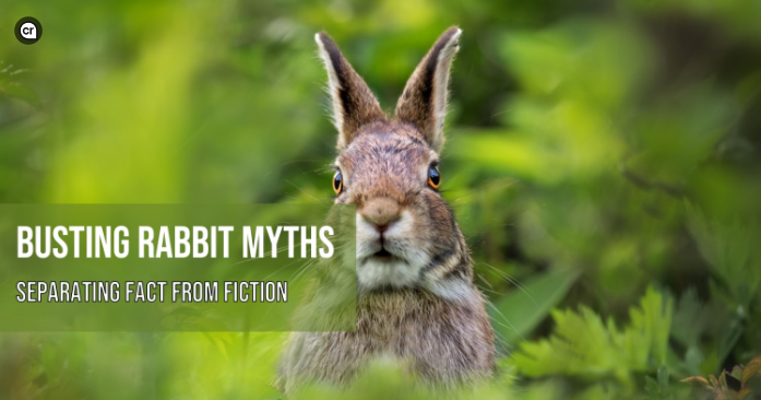 Rabbit Realities Myths About Care and Maintenance