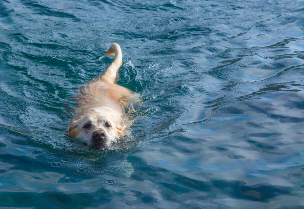 All Dogs are natural swimmers.