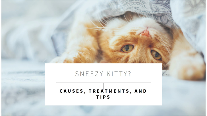 Cat Sneezing and Runny Nose: Causes, Treatments, and Tips for Relief